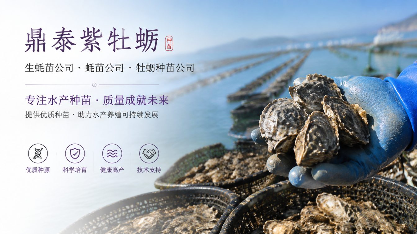 深圳为南北养殖场提供三倍体生蚝苗方案